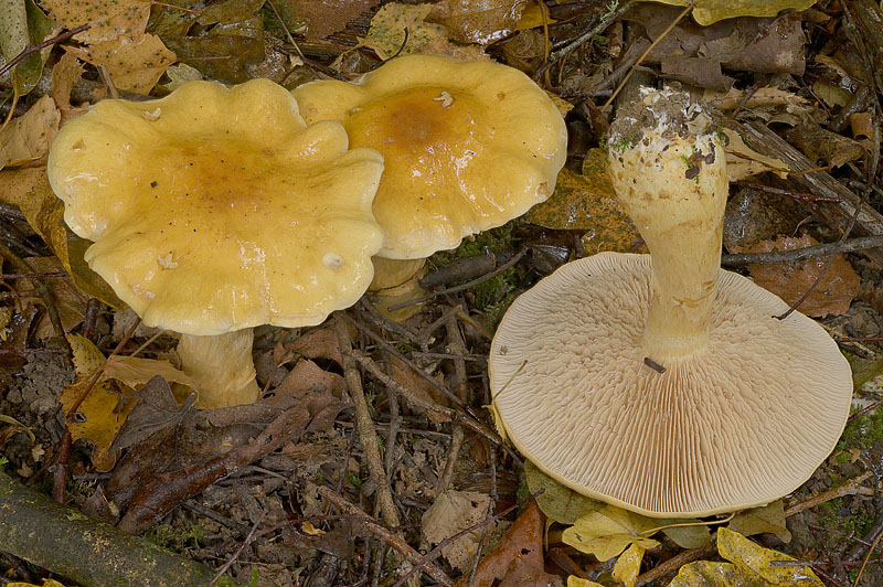 Cortinarius (subgenus Phlegmacium) triumphans